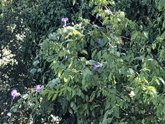 Ipomoea pedicellaris