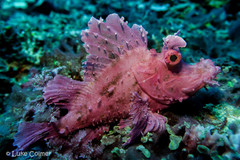 Rhinopias eschmeyeri