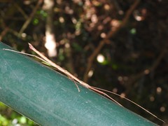 Lopaphus balteatus