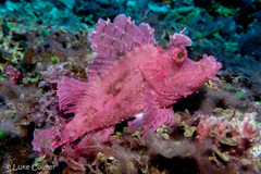 Rhinopias eschmeyeri