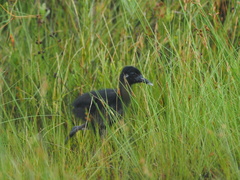 Rallus crepitans