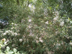Salix acmophylla