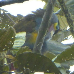 Andigena laminirostris