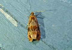 Olethreutes permundana