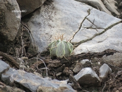 Astrophytum ornatum
