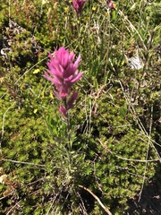 Castilleja parviflora olympica