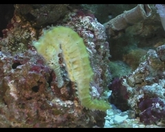 Hippocampus barbouri