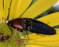 Parallelostethus attenuatus