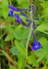 Salvia oblongifolia