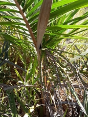 Syagrus flexuosa