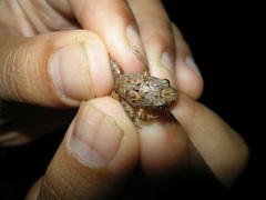 Craugastor stejnegerianus