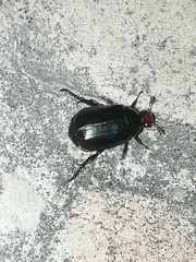 Paranomala cincta