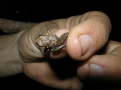 Craugastor stejnegerianus