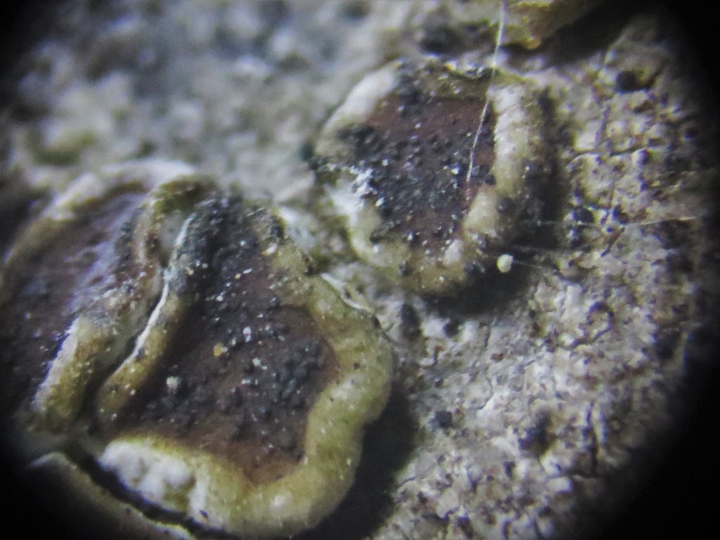 Acaroconium