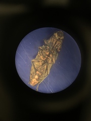 Buprestis consularis