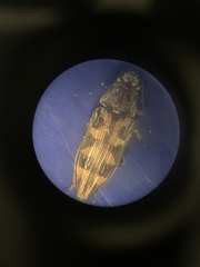 Buprestis consularis