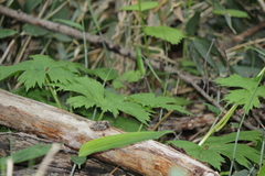 Aconitum umbrosum
