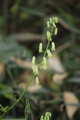 Aconitum umbrosum