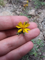 Heterotheca hirsutissima