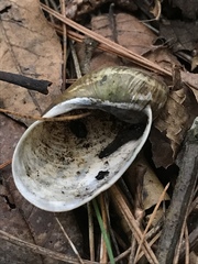 Plekocheilus succineoides