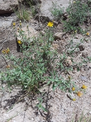 Heterotheca hirsutissima