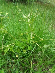 Ranunculus macounii