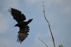 Corvus corone