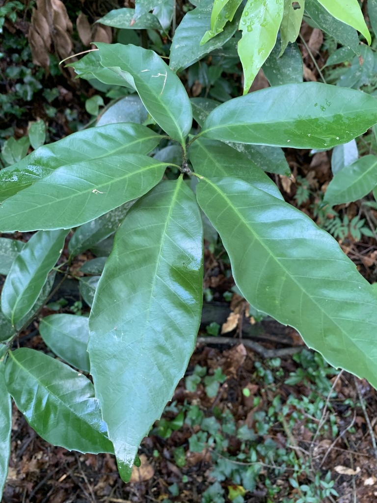 ring-cupped oak from W Carolina Ave, Hartsville, SC, US on July 29 ...