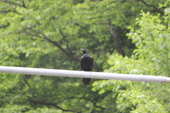 Corvus macrorhynchos