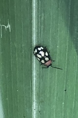 Omophoita simulans