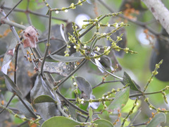 Phoradendron dipterum