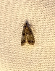 Pococera maritimalis