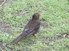 Turdus merula