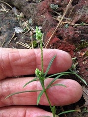 Polygala verticillata isocycla