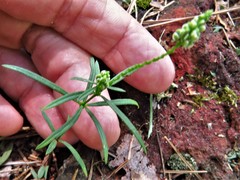 Polygala verticillata isocycla
