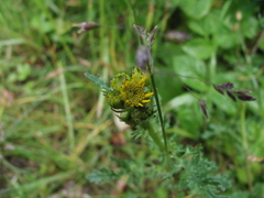 Jacobaea vulgaris