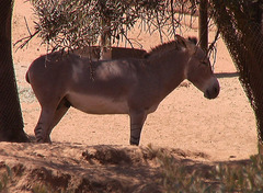Equus africanus somaliensis