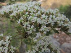 Origanum onites