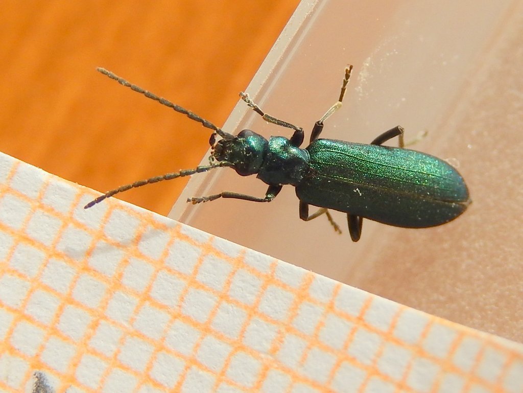 Ischnomera cinerascens