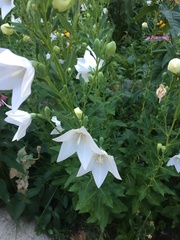 Platycodon