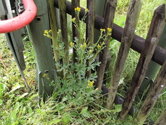 Jacobaea vulgaris