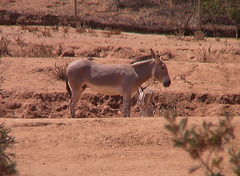 Equus africanus somaliensis