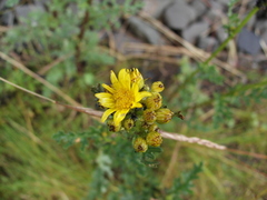 Jacobaea vulgaris