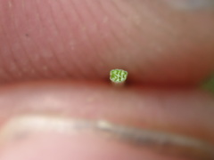 Eleocharis tenuis verrucosa