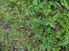 Jacobaea vulgaris