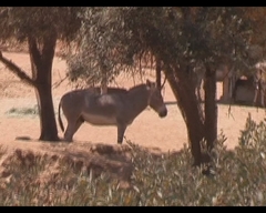Equus africanus somaliensis