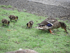 Anas platyrhynchos