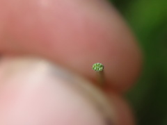 Eleocharis tenuis verrucosa
