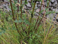 Jacobaea vulgaris