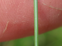 Eleocharis tenuis verrucosa
